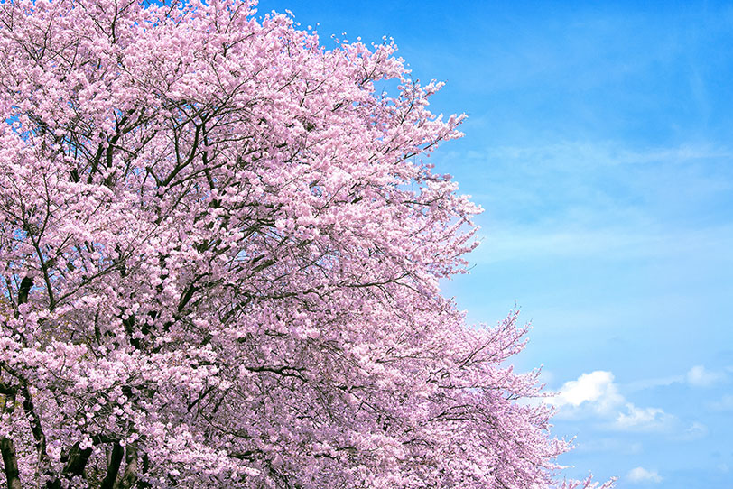 桜の写真